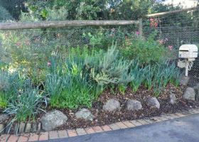 Bulbs and natives, bursting with growth in north east Melbourne.