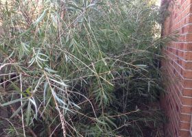 BEFORE - This very overgrown passage needed to be made accessible.